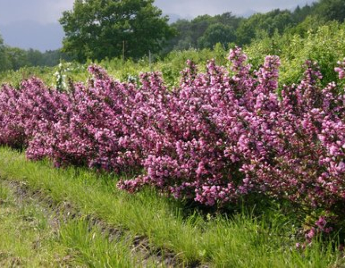 Vaigelia florida Nana Purpurea