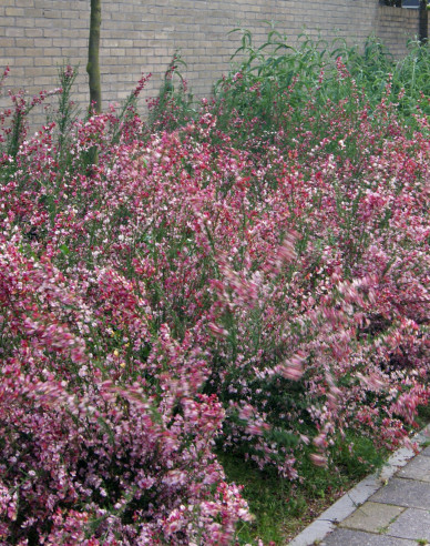Cytisus ´Hollandia´