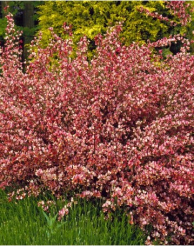 Cytisus ´Hollandia´