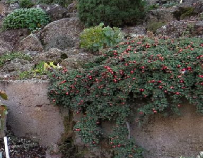 Cotoneaster Rockrose buxifolia