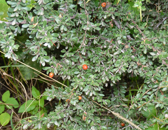Cotoneaster Rockrose buxifolia