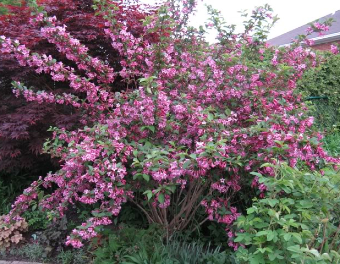 Weigela înflorită Pink Princess