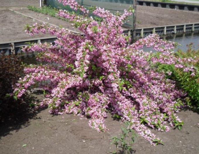Weigela înflorită Pink Princess