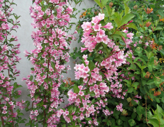 Weigela înfloritoare Boscoop Glory