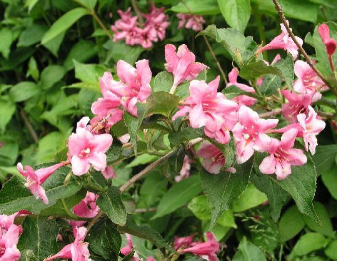 Weigela înfloritoare Boscoop Glory