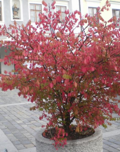 Iederă înaripată