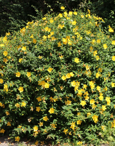 Hypericum ´Hidcote´
