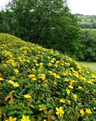 Hypericum ´Hidcote´