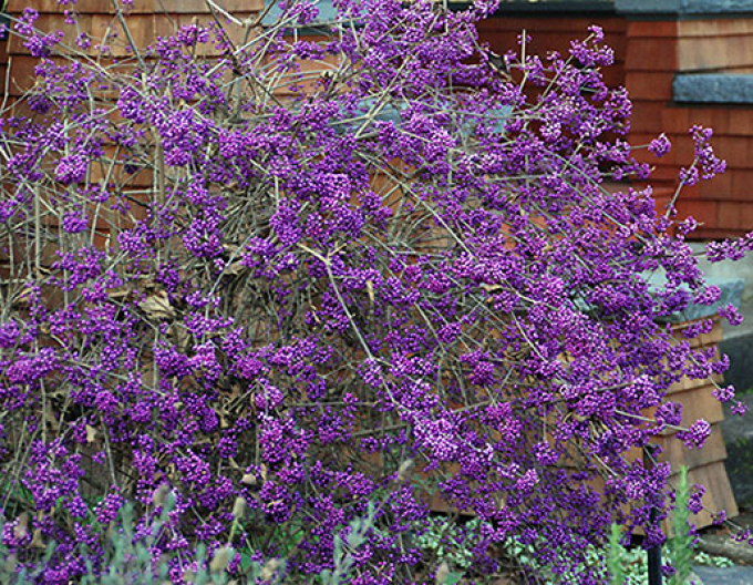 Calicarpa bodimieri´Profusion´