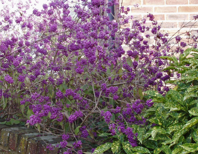 Calicarpa bodimieri´Profusion´