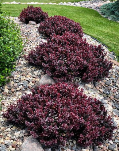 Berberis thunbergii "Concorde"