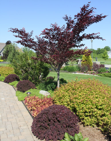 Berberis thunbergii "Concorde"