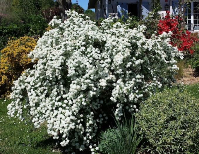 Spiraea lui Van Houtte