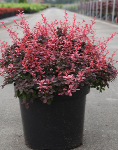 Berberis thunbergii ´Inspirațion´