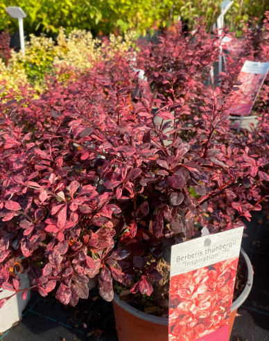 Berberis thunbergii ´Inspirațion´