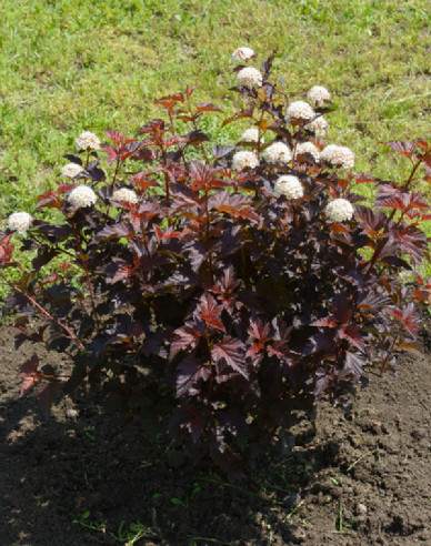 Physocarpus Lady in Red