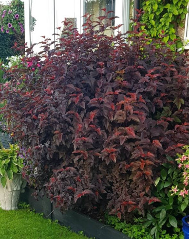 Physocarpus Lady in Red