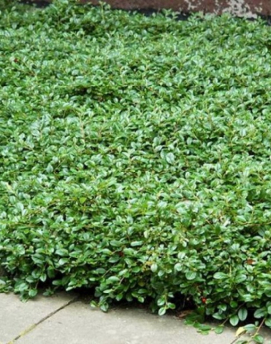 Cotoneaster Dammeri Major