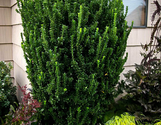 Euonymus japonicus Benko Masaki