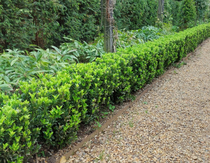 Euonymus japonicus Benko Masaki