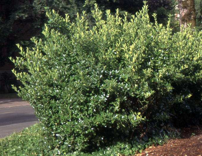 Euonymus japonicus Benko Masaki