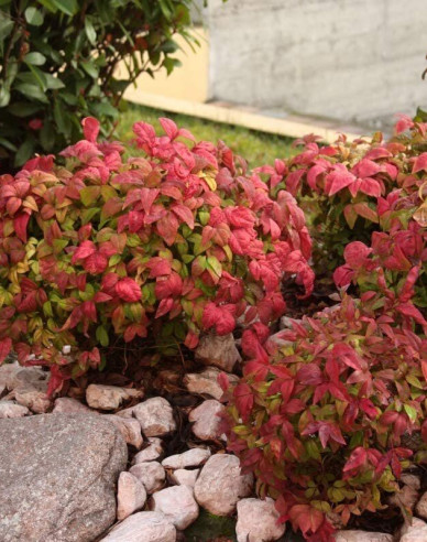 Nandina ´Fire Power´