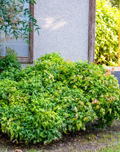 Nandina ´Fire Power´