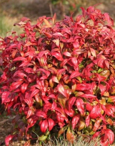 Nandina ´Fire Power´