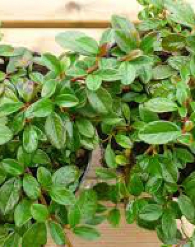 Cotoneaster Dammeri Major