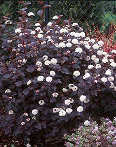 Physocarpus  Red Baron