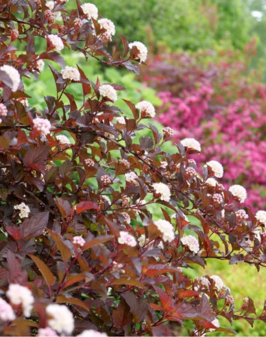 Physocarpus  Red Baron