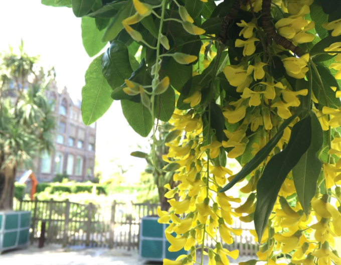 Salcâm galben(Laburnum anagyroides)