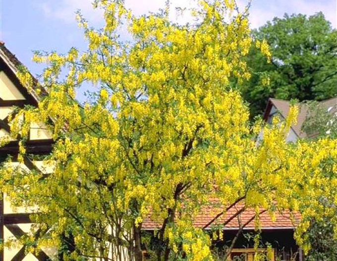 Salcâm galben(Laburnum anagyroides)