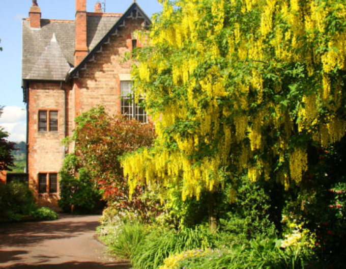 Salcâm galben(Laburnum anagyroides)