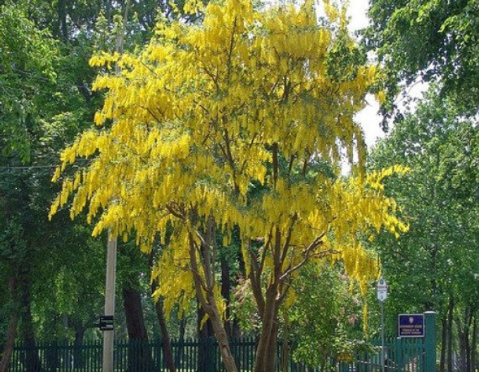 Salcâm galben(Laburnum anagyroides)