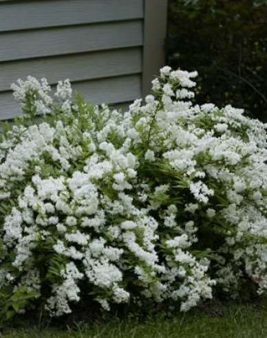 Deutzia pitică albă ´Nikko´