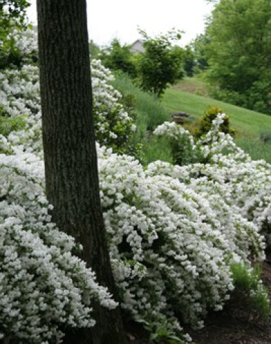 Deutzia pitică albă ´Nikko´