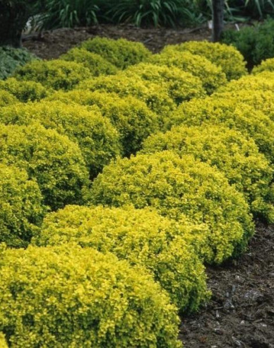 Berberis thunbergii "Tiny Gold"