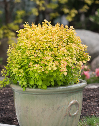 Berberis thunbergii "Tiny Gold"