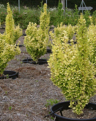 Berberis thunbergii "Golden Rocket"