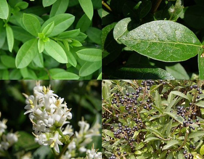 Ligustrum vulgare comun