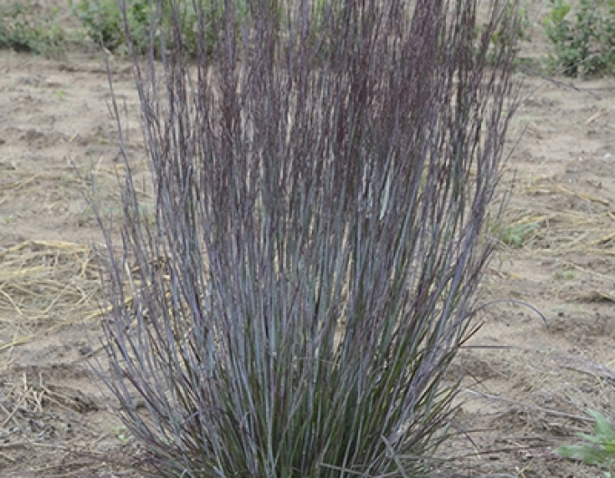 Barbă Prairie Blues 1L