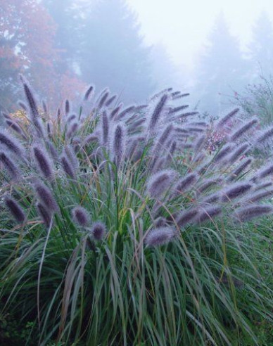 Pennisetum alopecuroides (iarbă-fântână) "Moudry" 1,5L