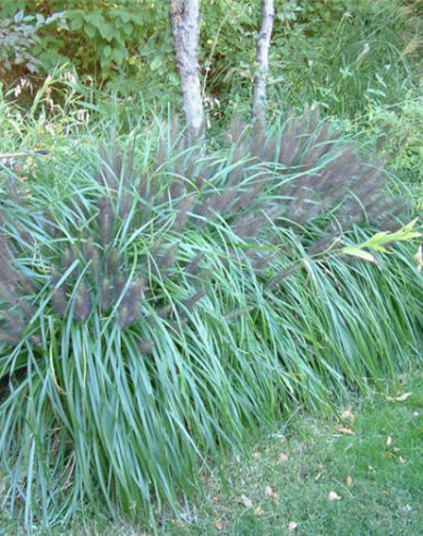 Pennisetum alopecuroides (iarbă-fântână) "Moudry" 1,5L