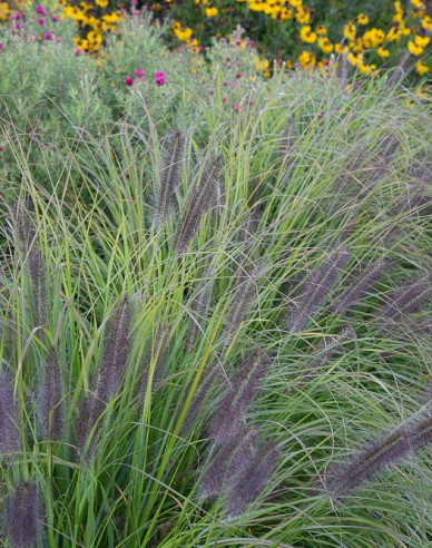 Pennisetum alopecuroides (iarbă-fântână) "Moudry" 1,5L