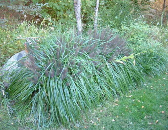 Iarbă de pampas