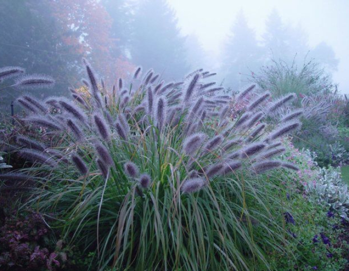 Iarbă de pampas