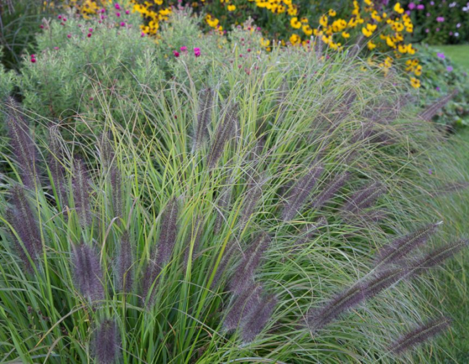 Iarbă de pampas