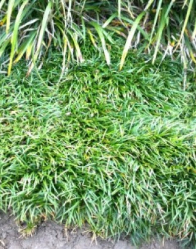 Ophiopogon ´Minor´