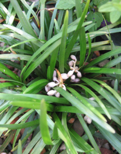 Ophiopogon ´Minor´
